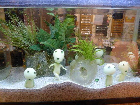 Roger's Gardens on Instagram: “Marimo Moss Balls have arrived! 💚 Marimo is  a Japanese word that transl…