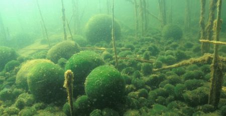 marimo moss ball sick habitat treat care propagation planting growing guide jan january