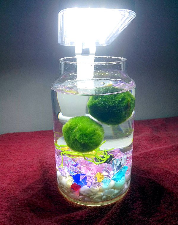 Marimo Moss Balls Plant Care: Water, Light, Nutrients