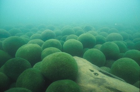 Climate change thins 'marimo' moss balls in Hokkaido lake  The Asahi  Shimbun: Breaking News, Japan News and Analysis