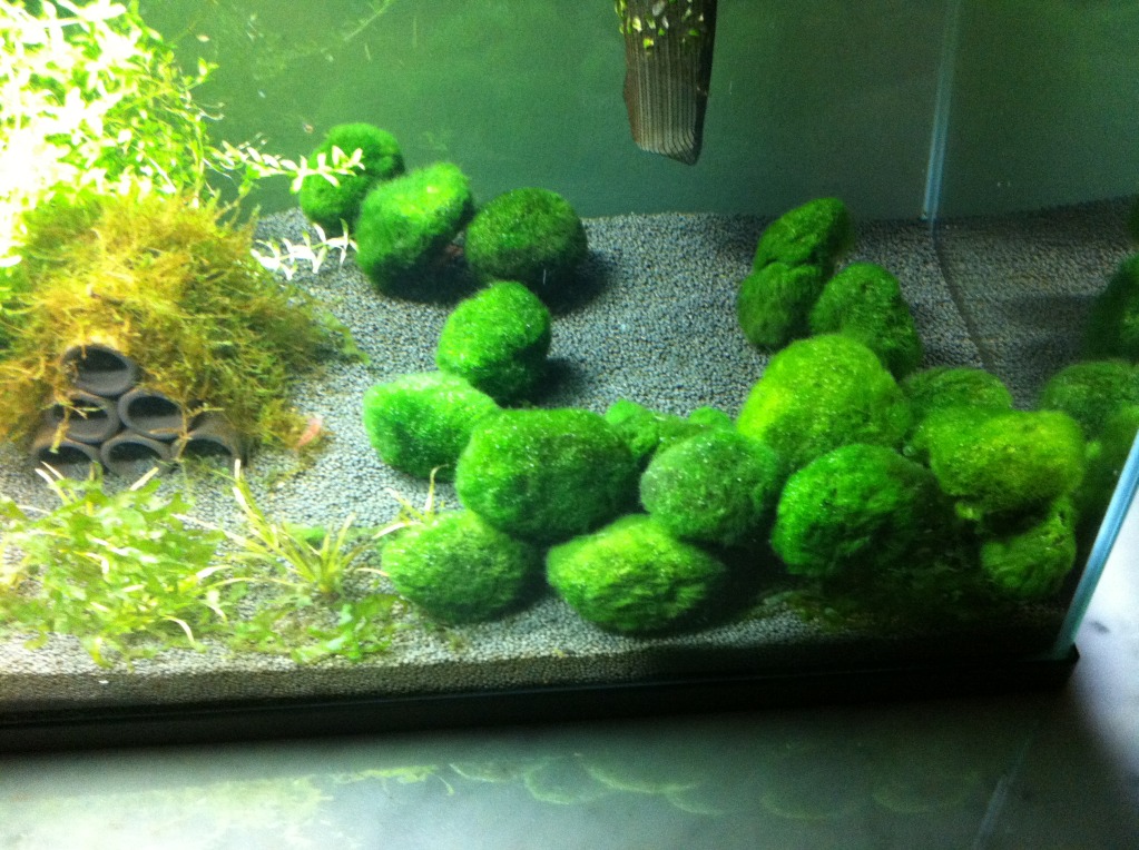 Live Aquarium Plant Marimo Moss Balls Simulation Green Algae Balls
