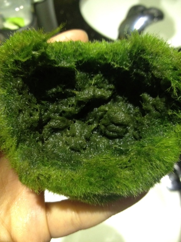 My Marino moss ball looks strange help please !