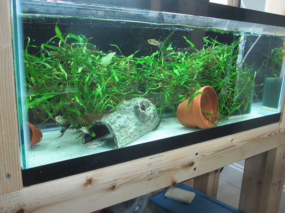 Question: - Marimo Moss Balls in tank?