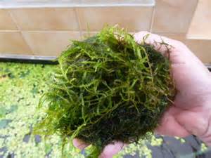 Marimo Moss Balls - 5 pieces -Chladoflora Aegagropila 