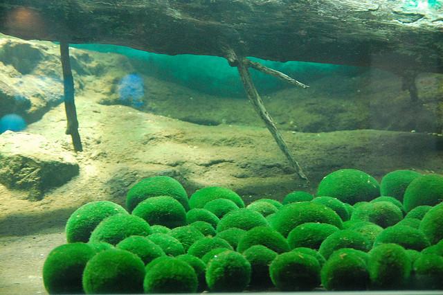 The Natural Environmental Conditions of Wild Marimo 