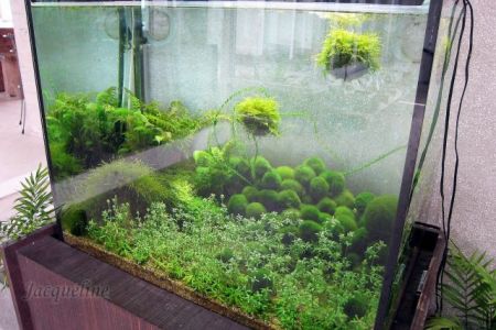 Basic Marimo Temperature and Water Requirements 