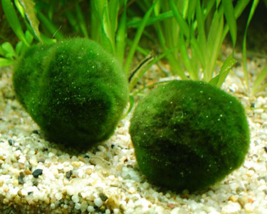 Marino balls  Fish pond gardens, Marimo moss ball, Pretty plants