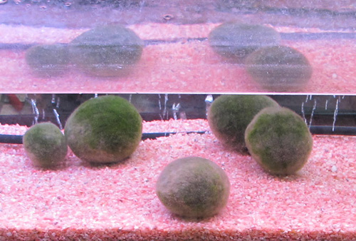 Moss ball white spots : r/aquarium